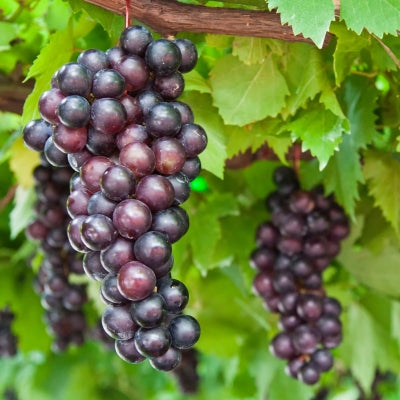 Vietnam Green/Black Seedless Grapes