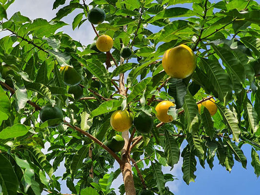 Golden Abiu Fruit Tree