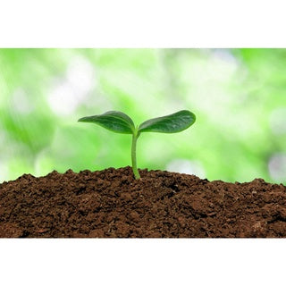 River Sand 4 kg - Growing Media for Plants