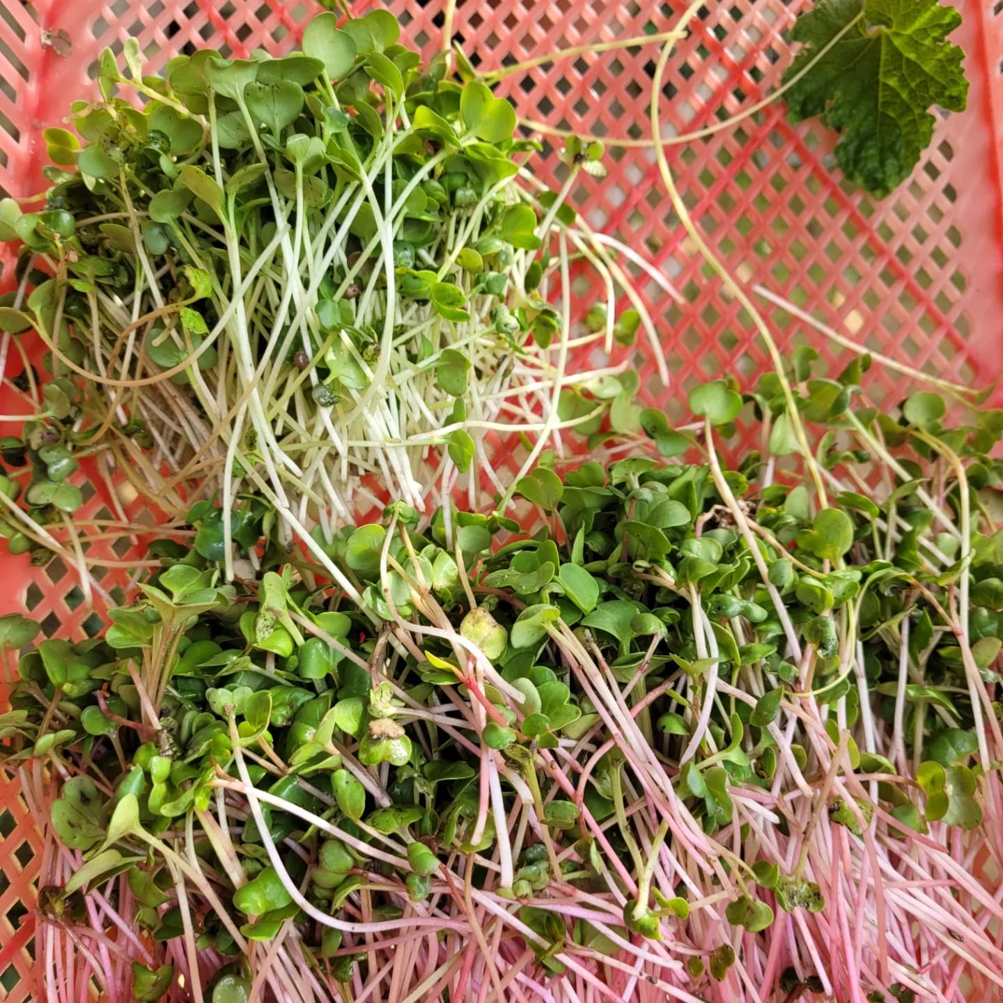 Microgreens set