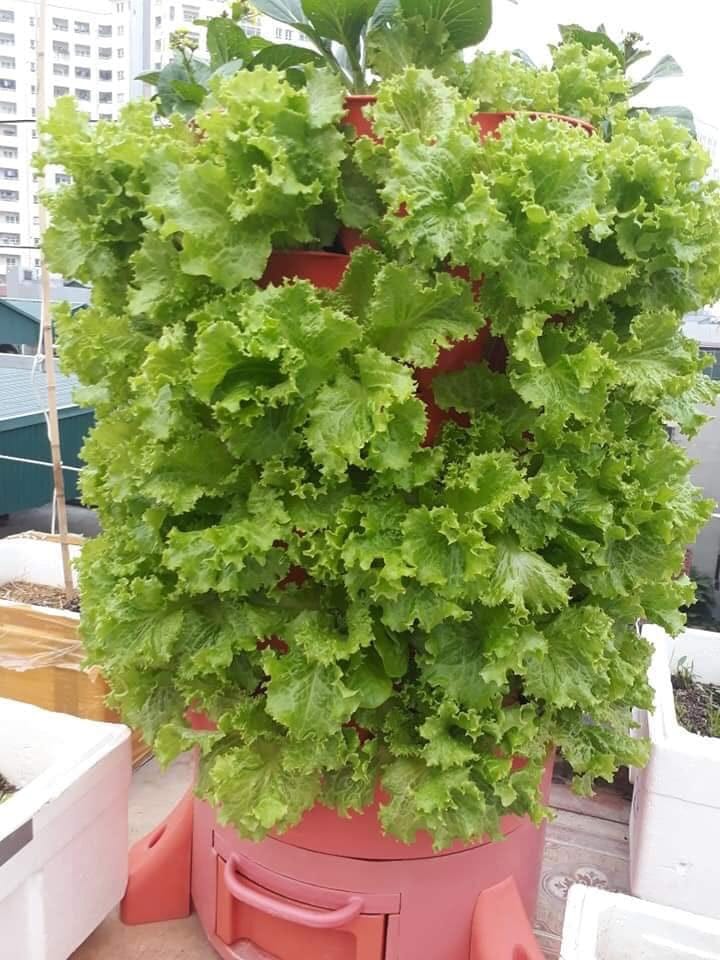 Aum Garden Recommends