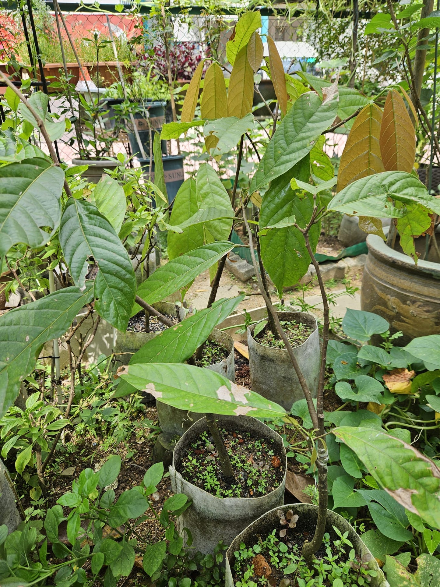 Cacao Grafted Plant