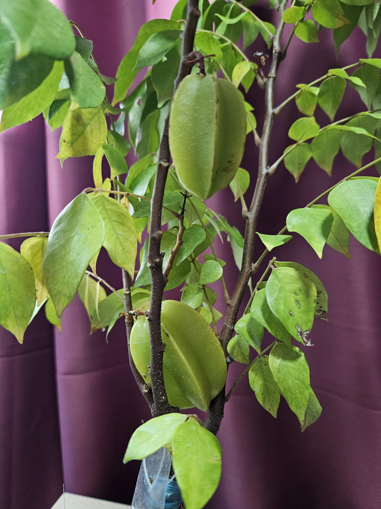 Sweet Star Fruit Grafted Plant