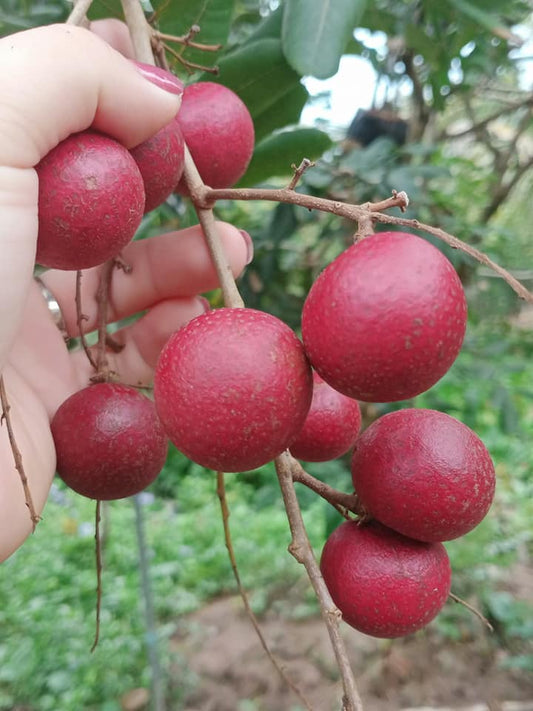 Purple Big Longan