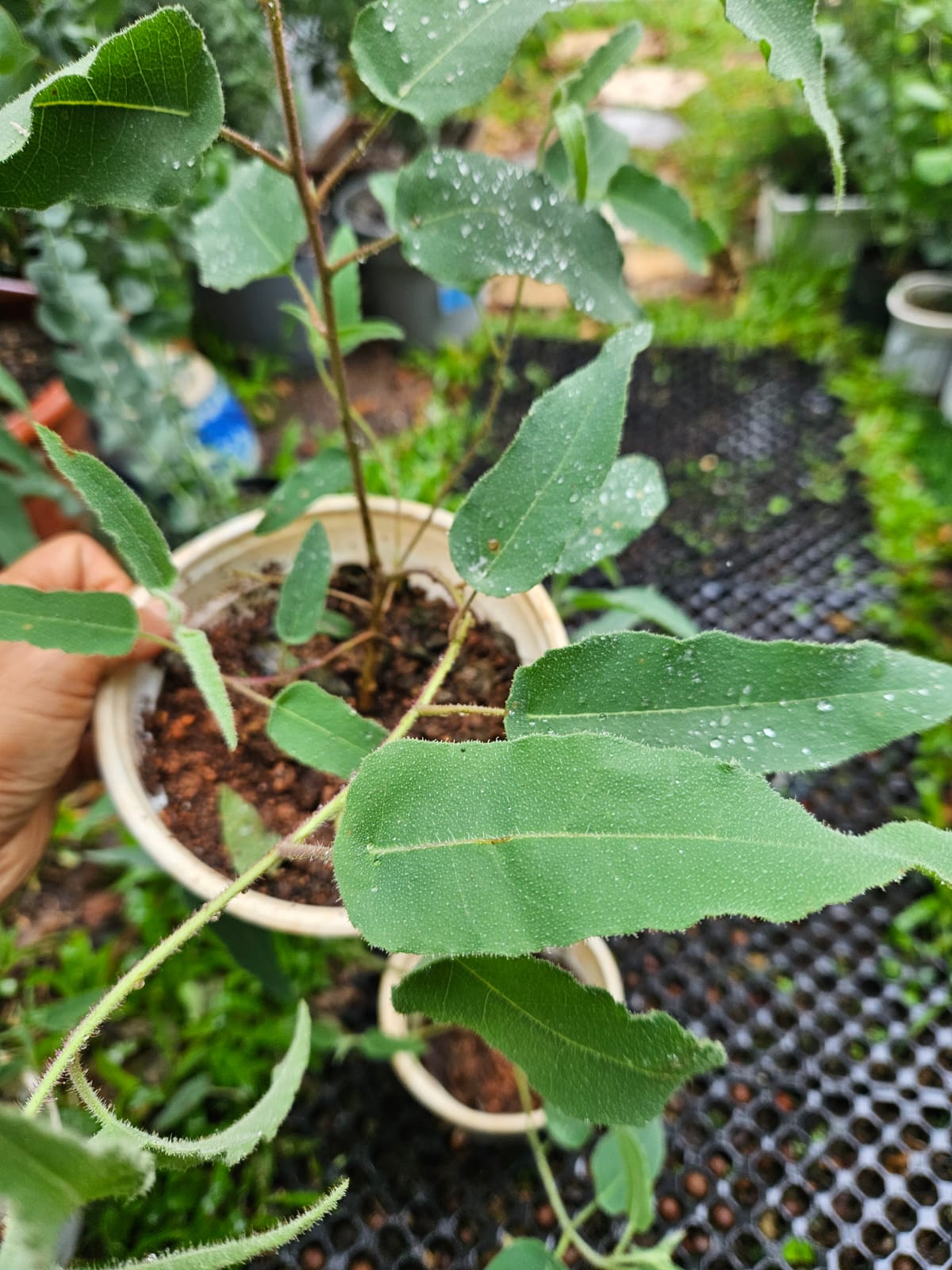 Lemon Eucalyptus