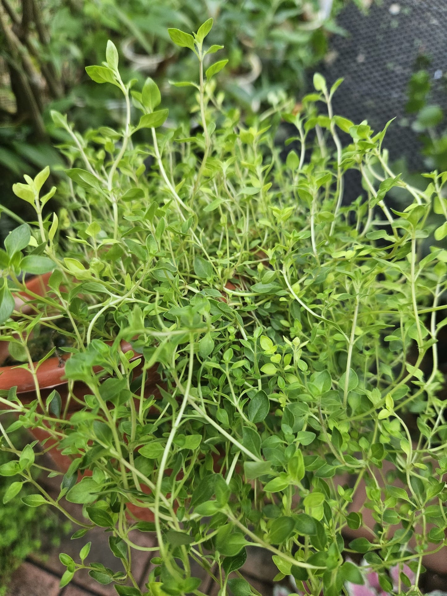 Thyme