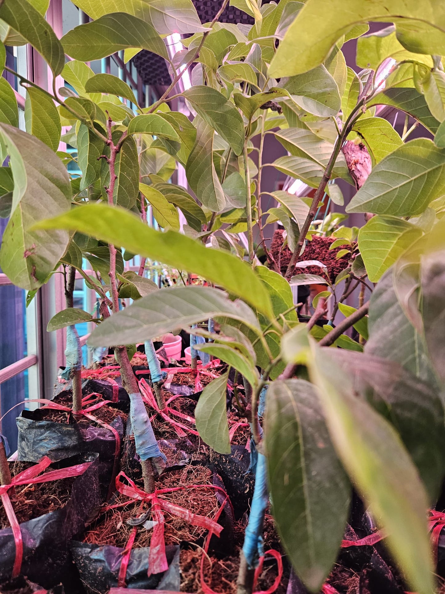 Custard Apple