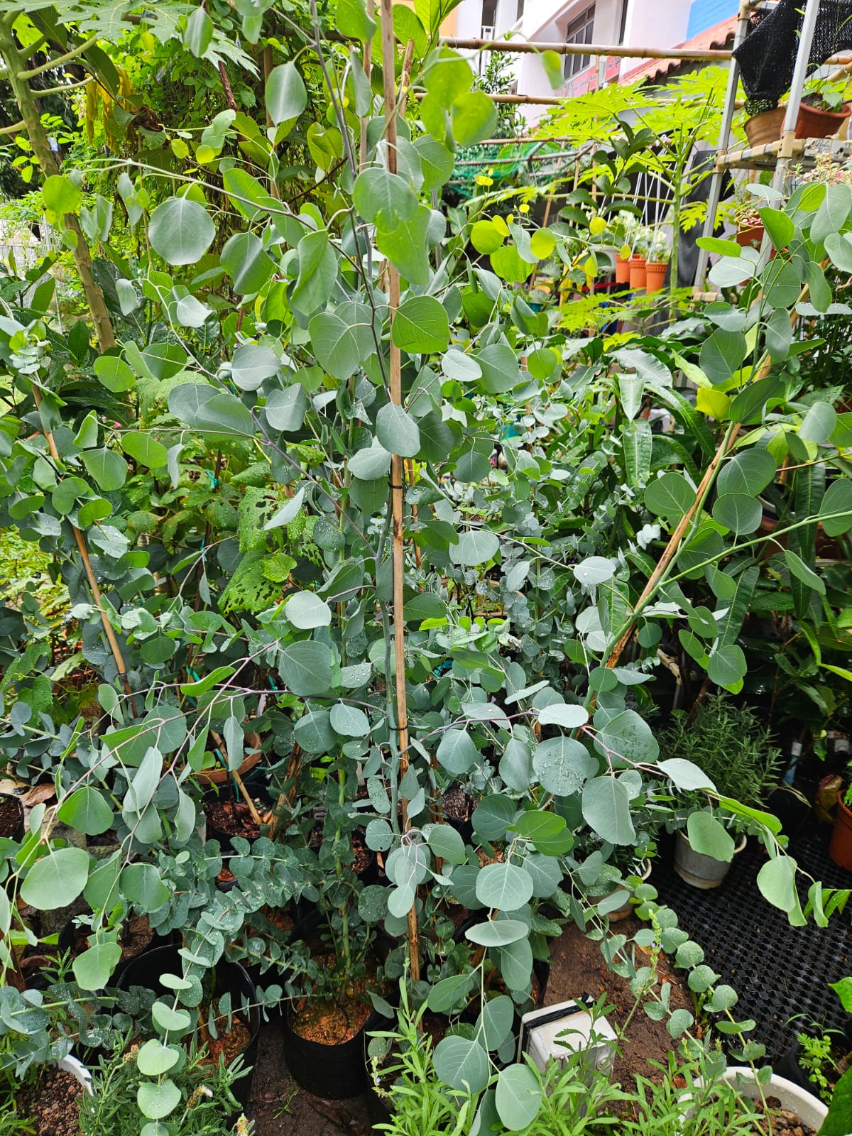 Japan Eucalyptus