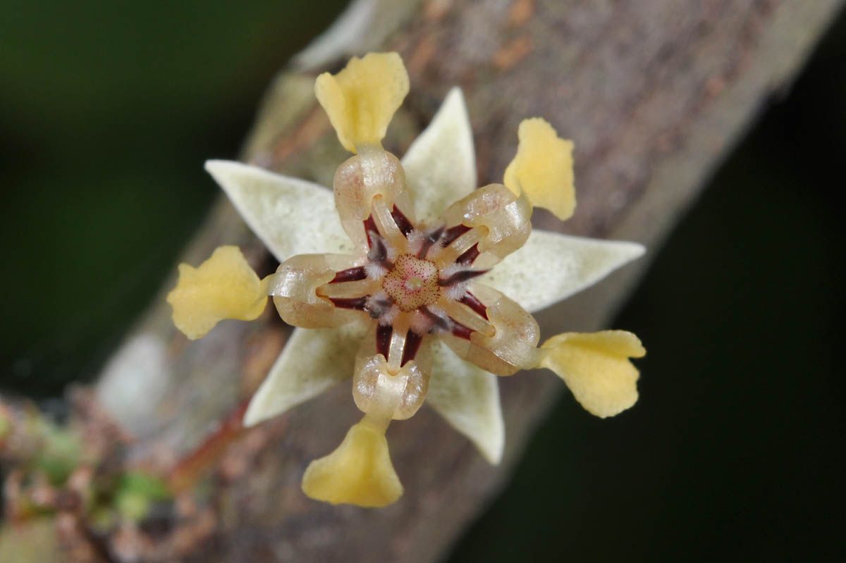 Cacao Grafted Plant