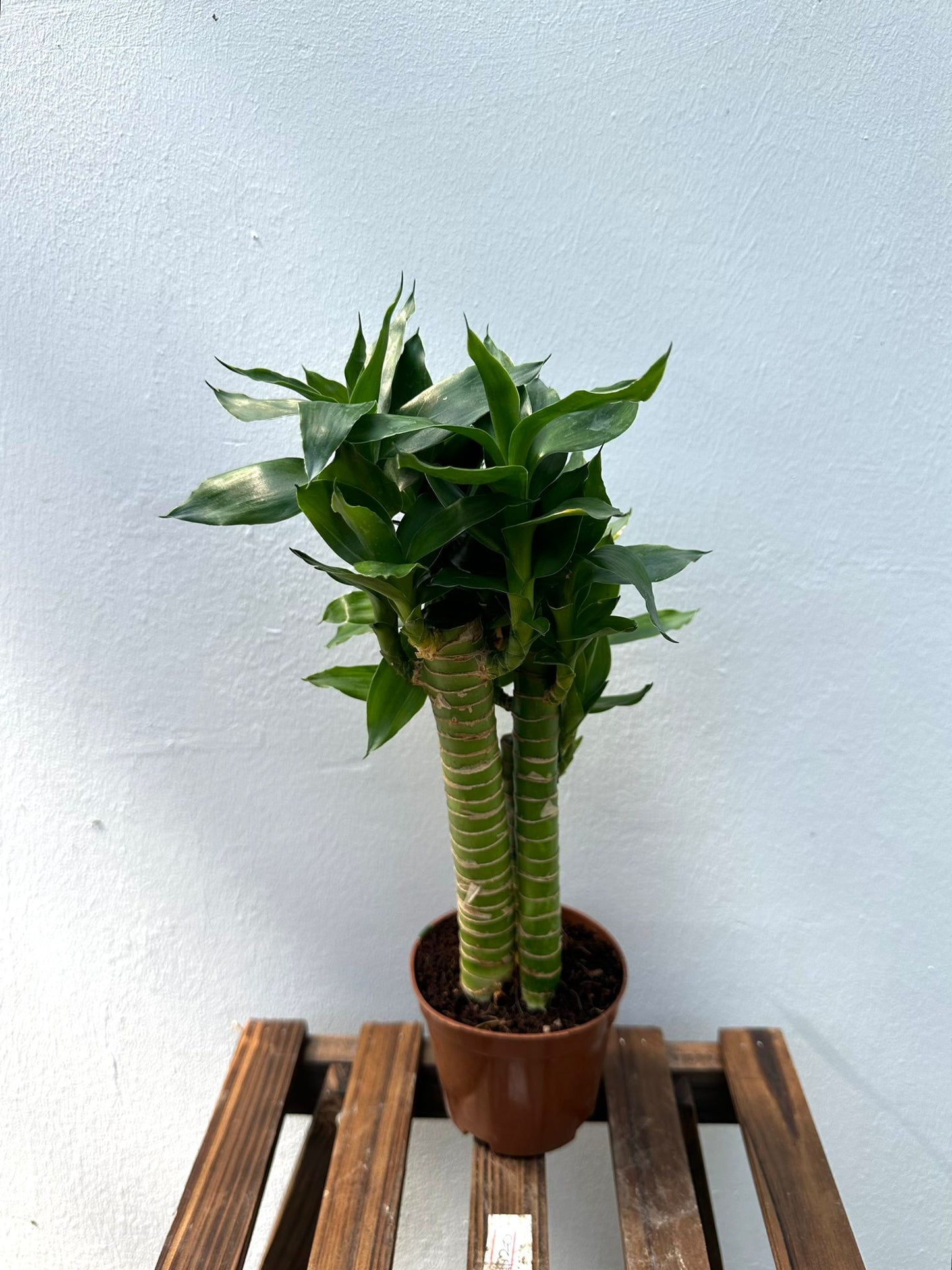 Lucky Bamboo