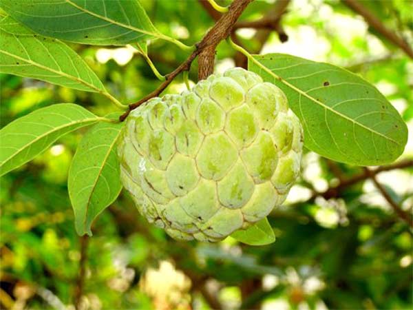 Custard Apple