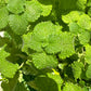 Lemon Balm