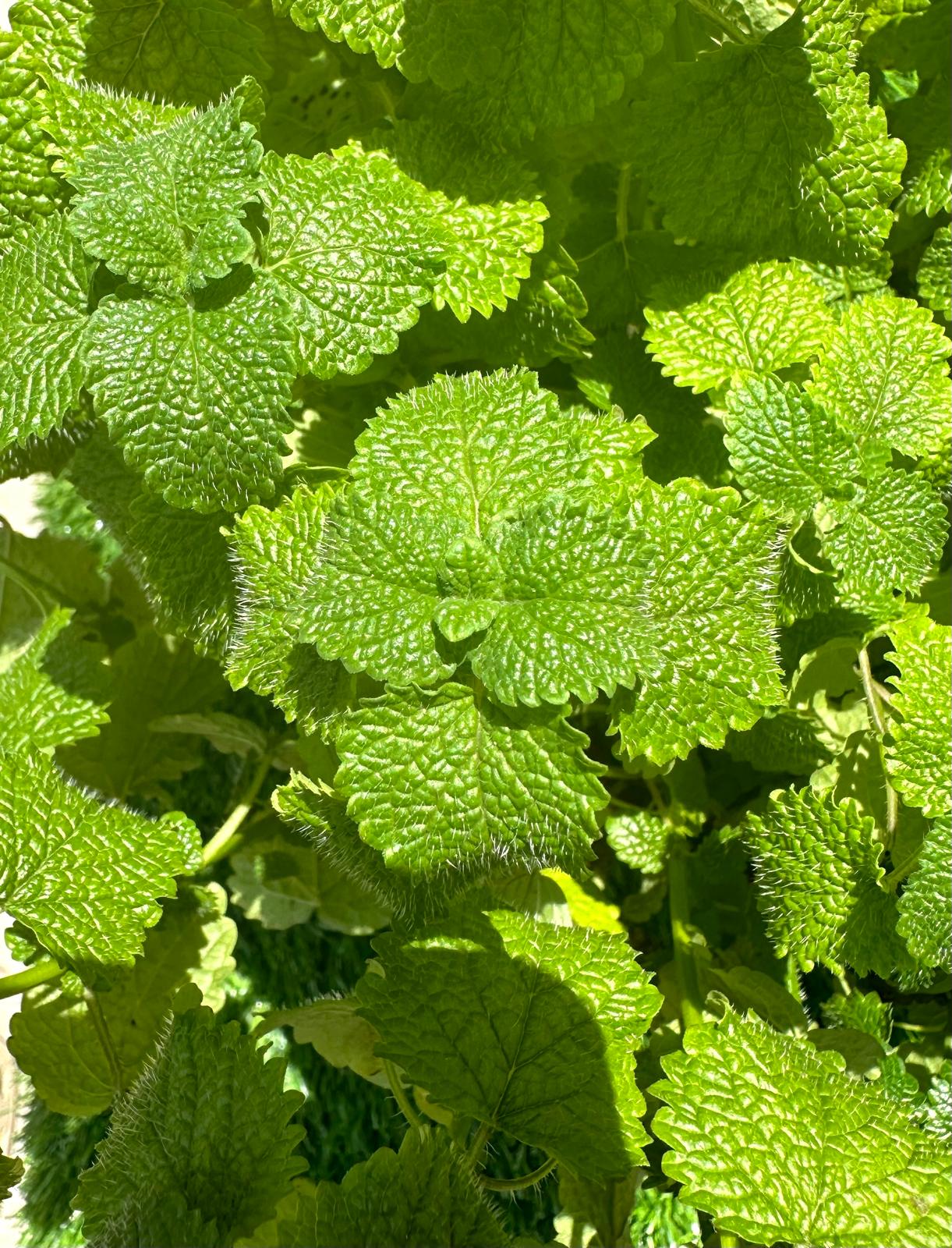 Lemon Balm