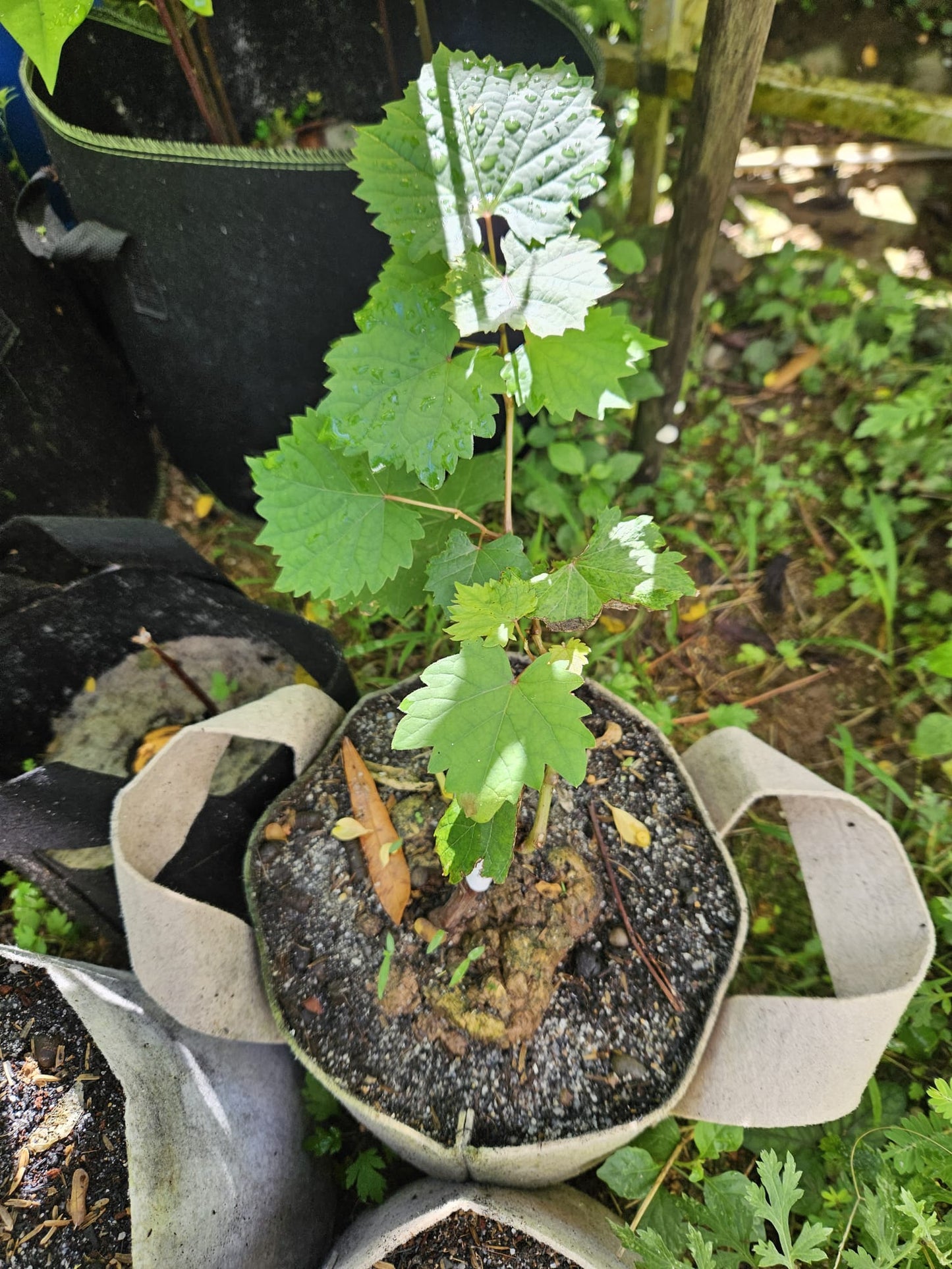 Shine Muscat Grafted Grape Plant