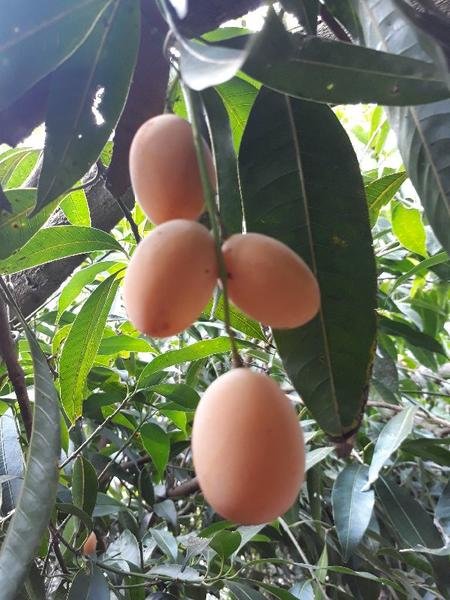 Plum Mango Grafted Fruit Tree