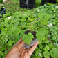 Blackberry Raspberry plants