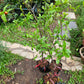 Indian Big Pomegranate