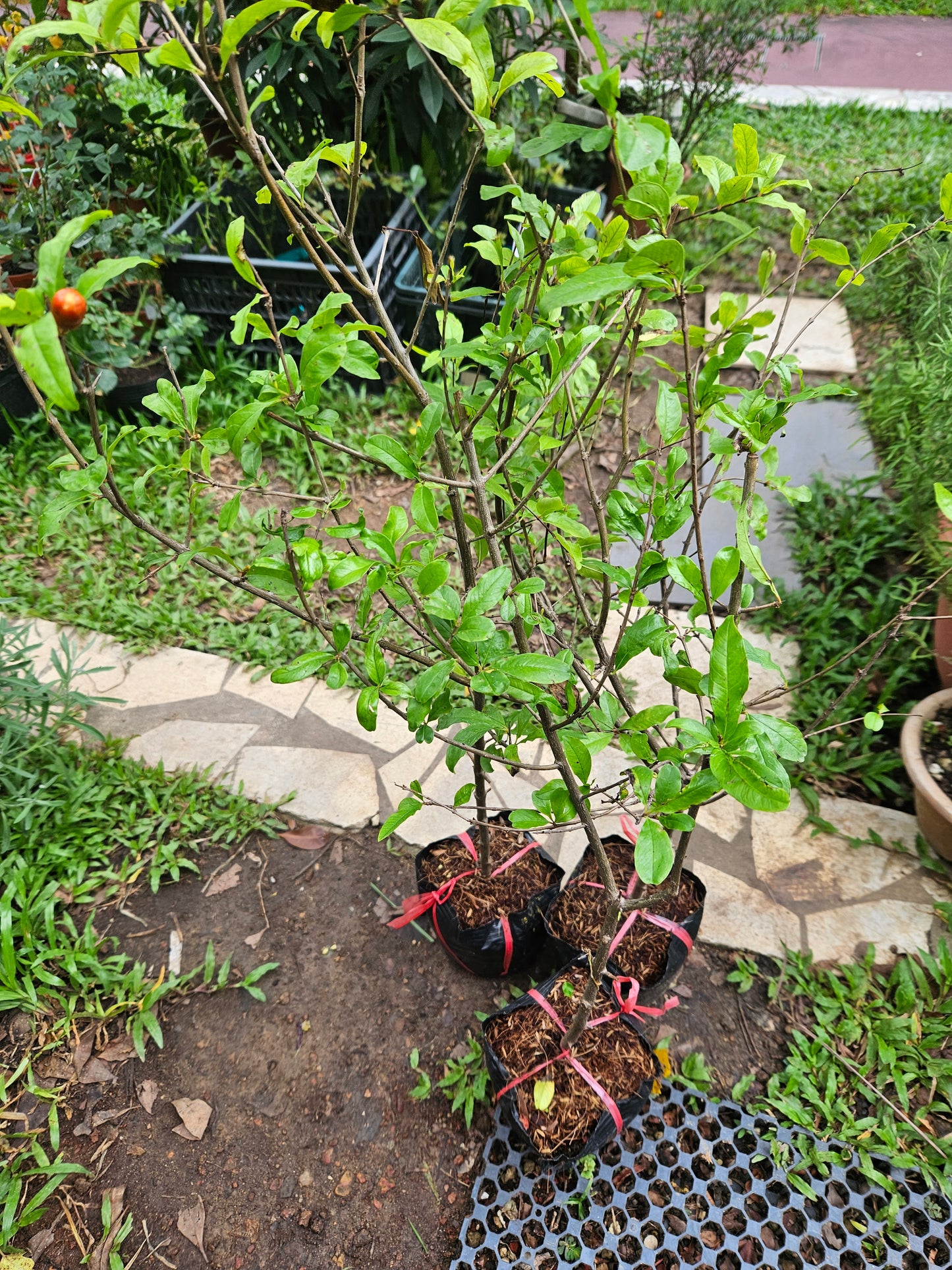 Indian Big Pomegranate