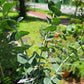 Baby Blue Eucalyptus Plants