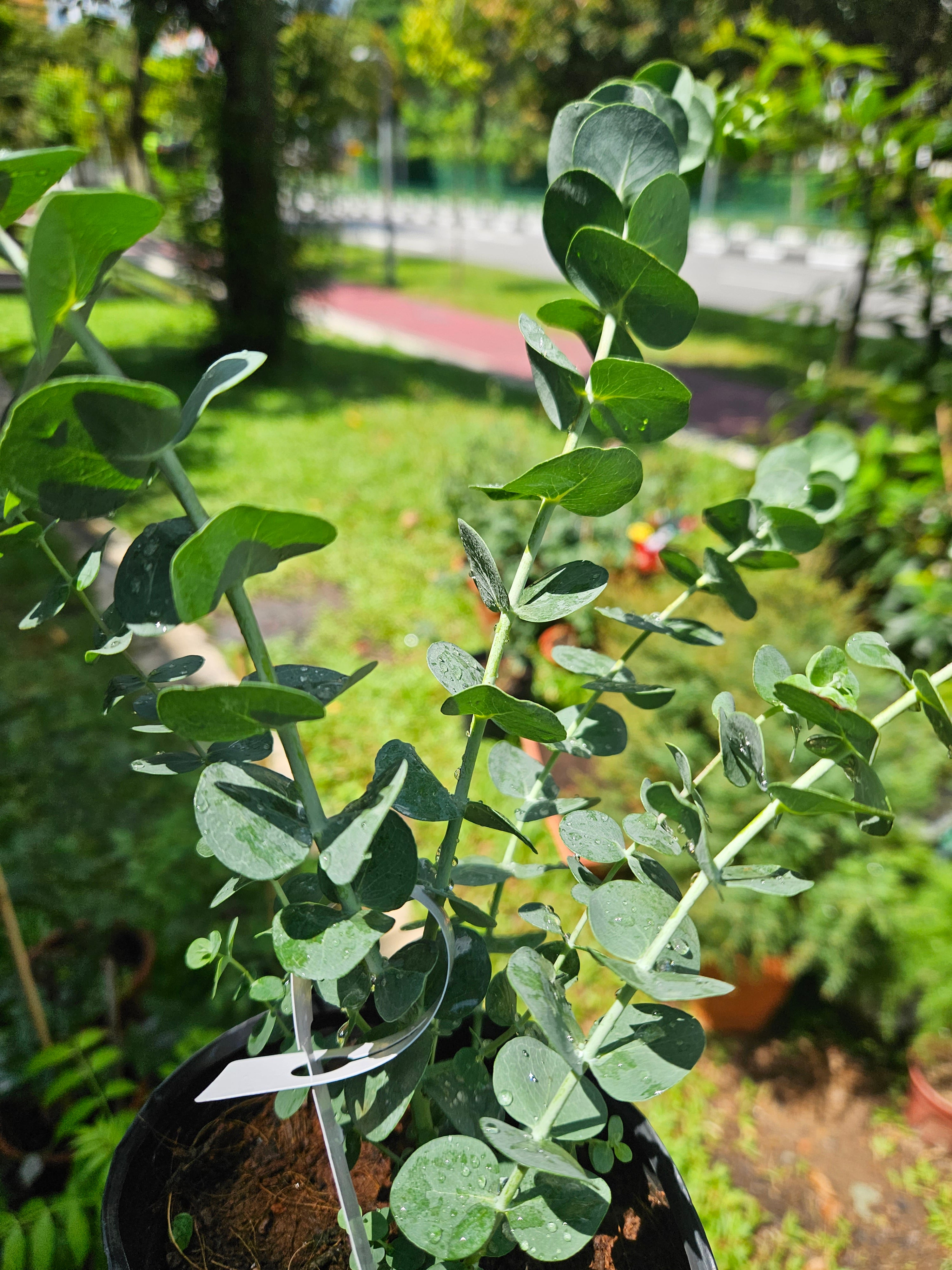 Baby Blue Eucalyptus Plant