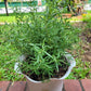 Rosemary live plant