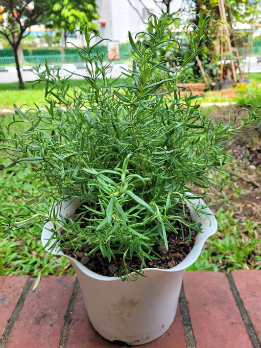 Rosemary live plant