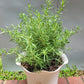 Rosemary live plant