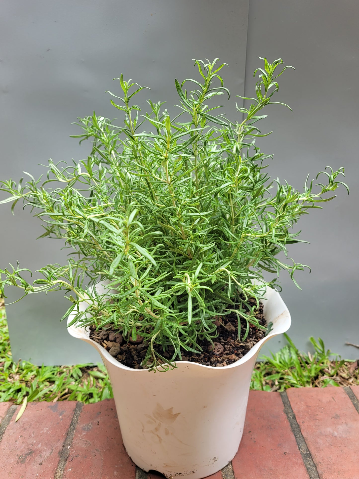 Rosemary live plant