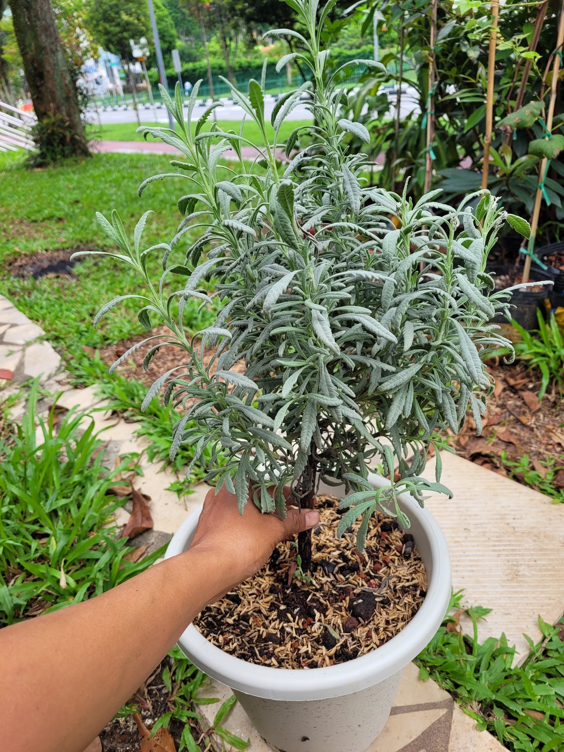 grey lavender plant Goodwin Creek Grey Lavender