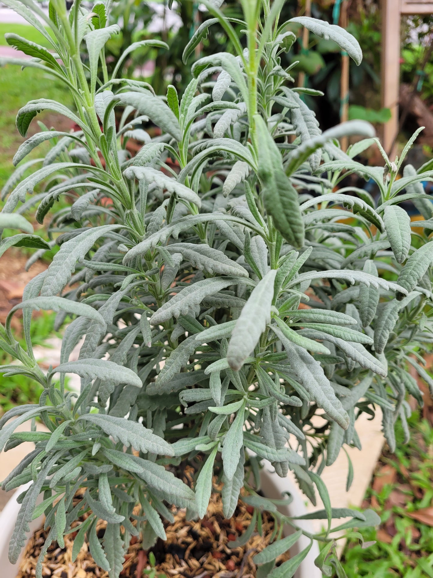 lavender plant turning grey Goodwin Creek Grey Lavender – Aum Garden