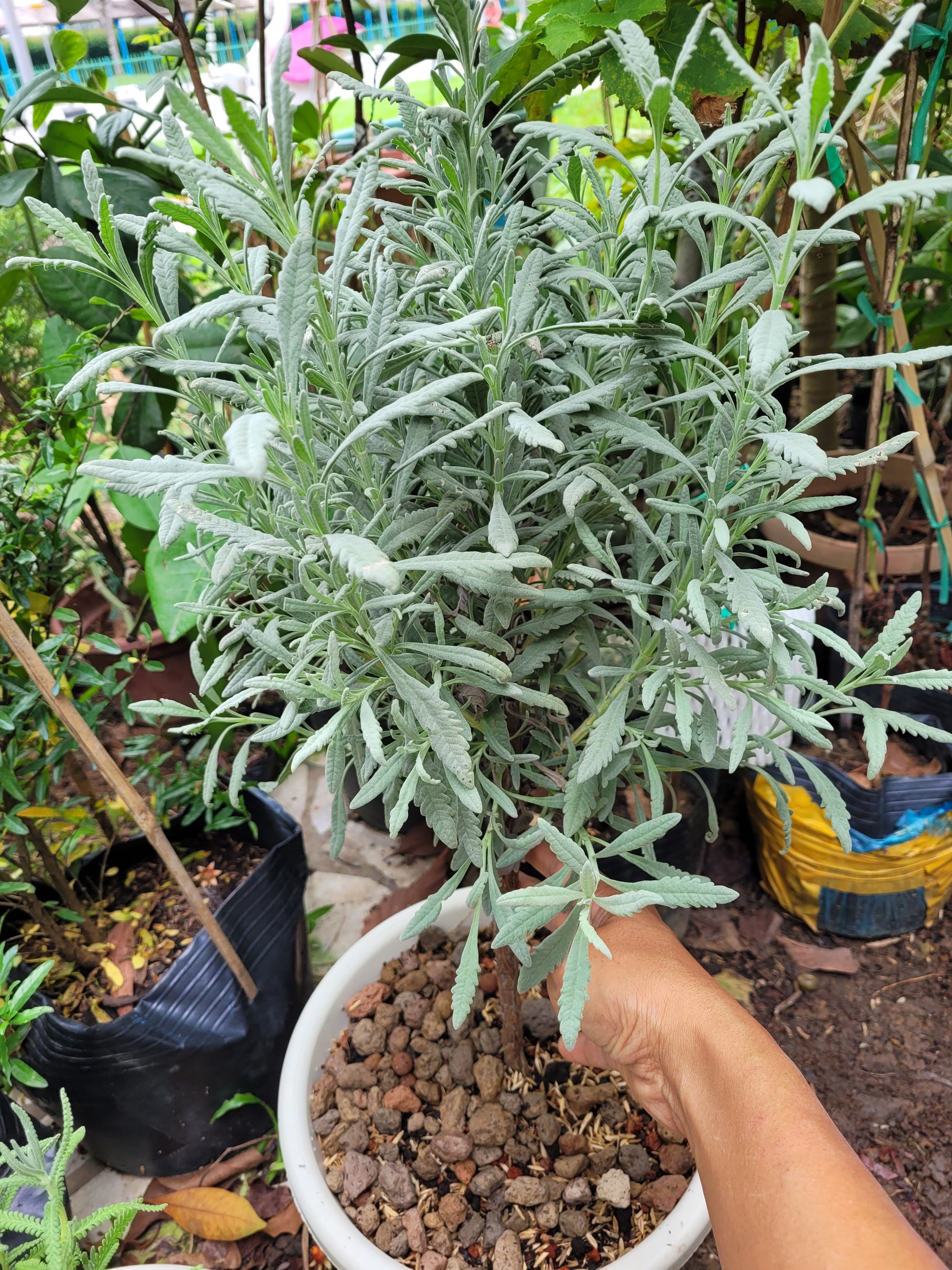silver grey lavender plant Goodwin Creek Grey Lavender