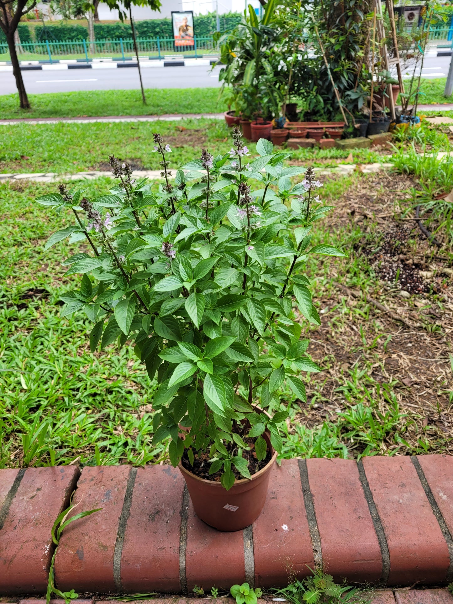 Thai Basil