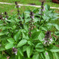 Thai Basil