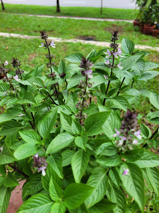 Thai Basil