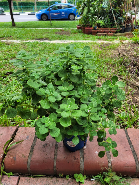 Cuban Oregana