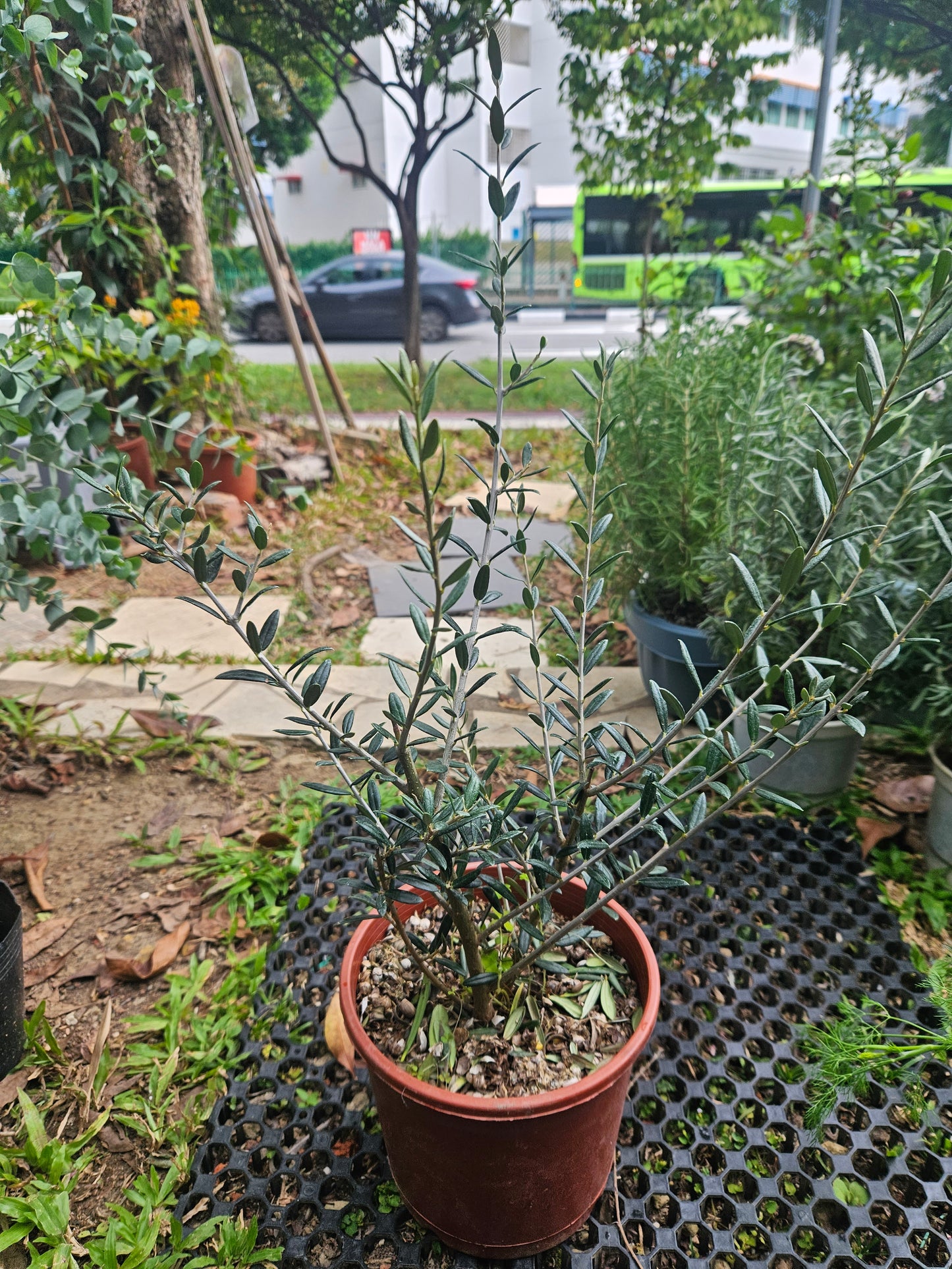 Olive plant