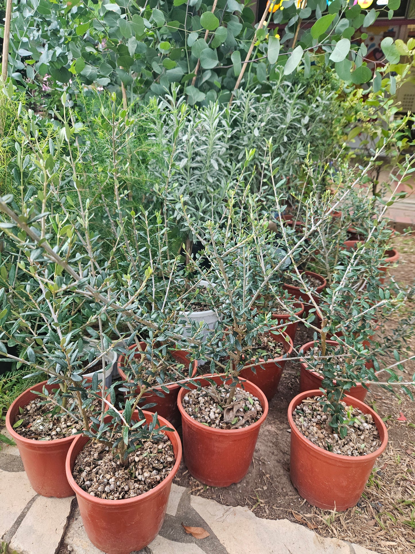 Olive plant