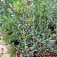 Olive plant