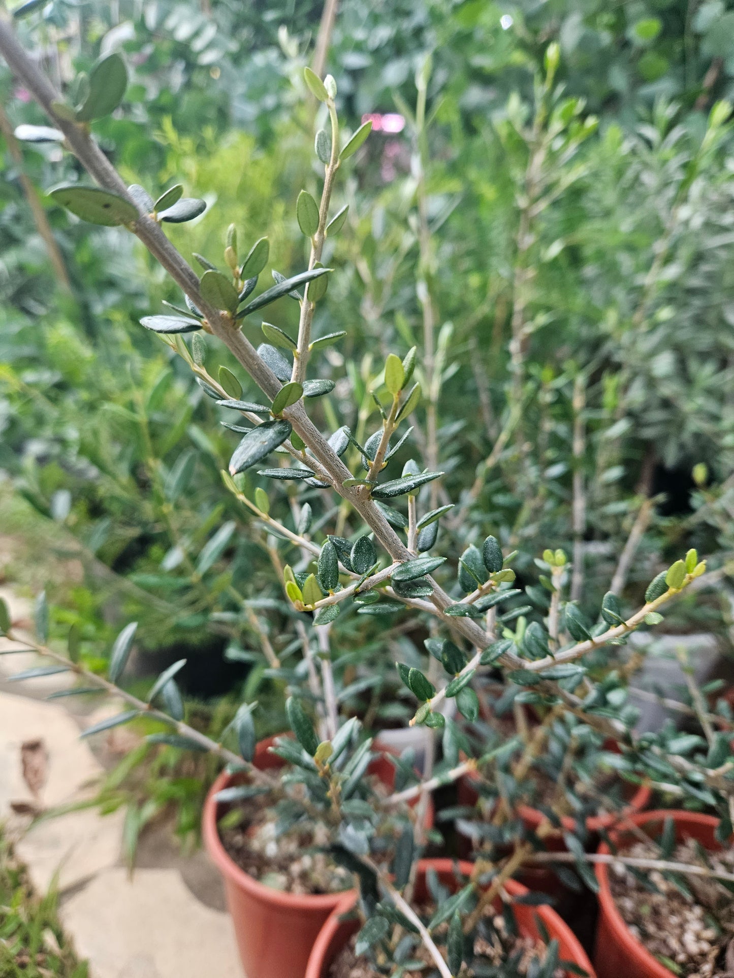 Olive plant