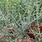 Olive plant