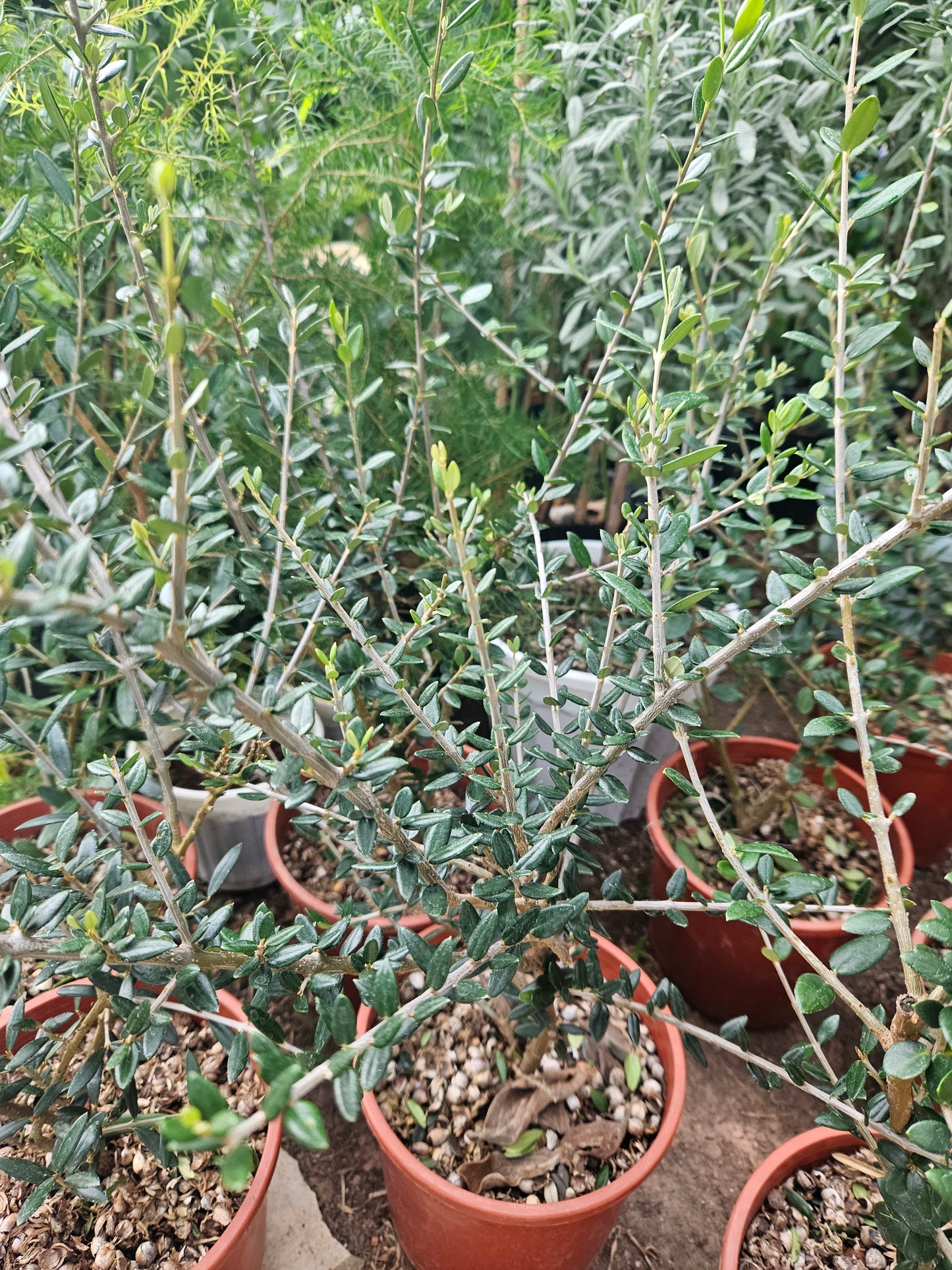 Olive plant