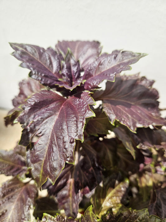 Chinese Perilla smells of Thai Basil