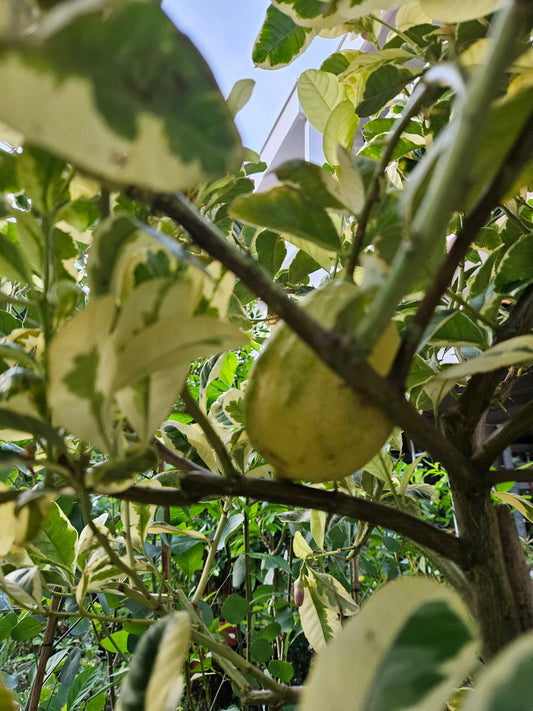 Variegated lemon tree