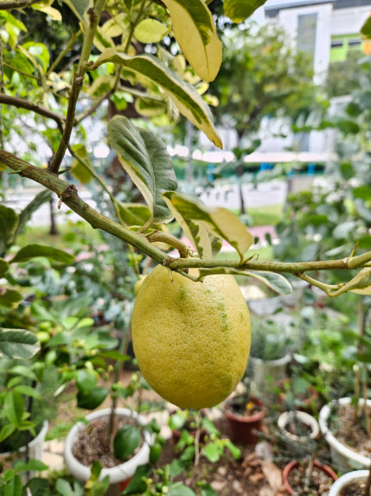 Variegated lemon tree