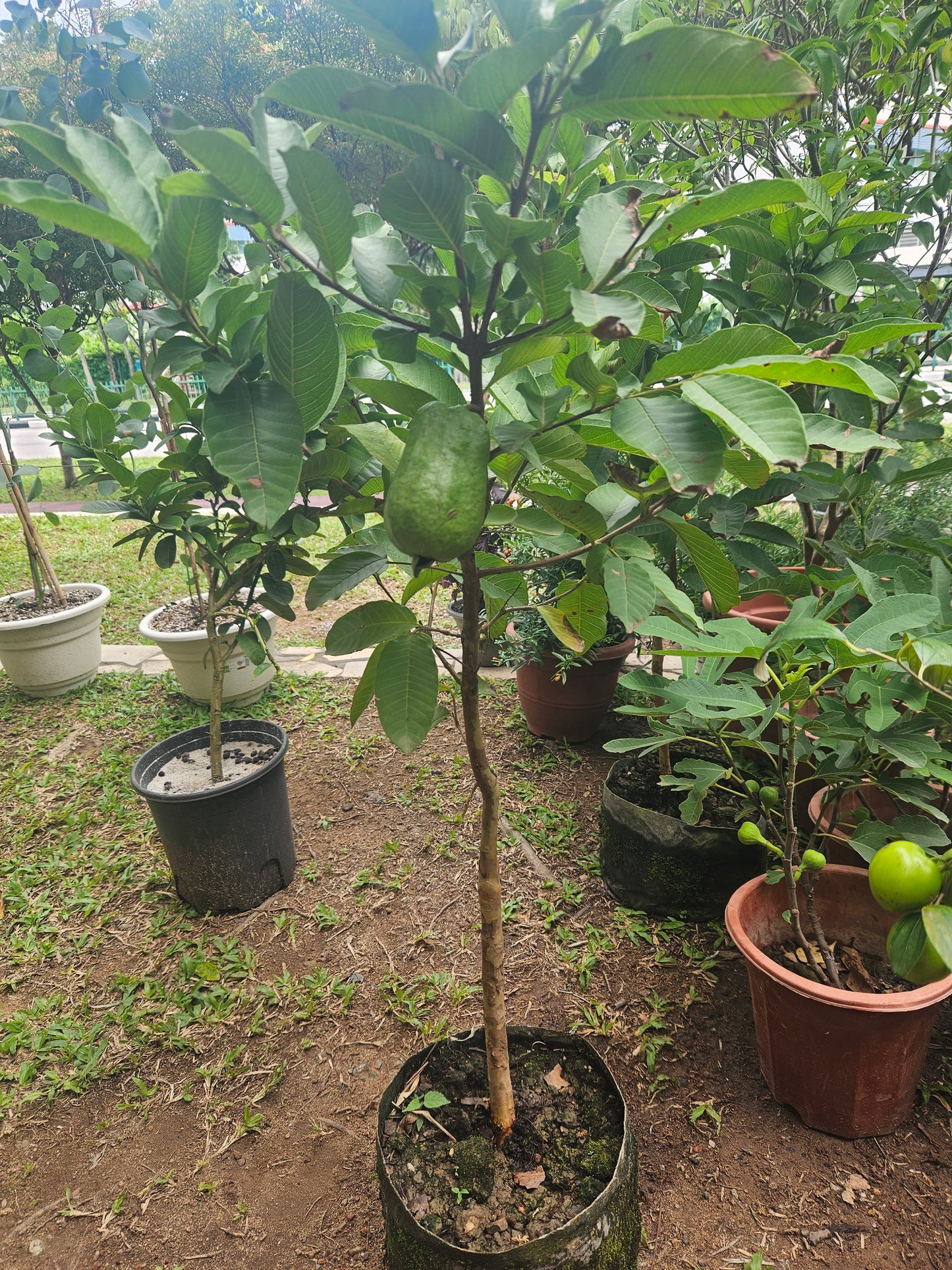 Taiwan pear guava