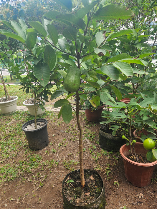 Taiwan pear guava