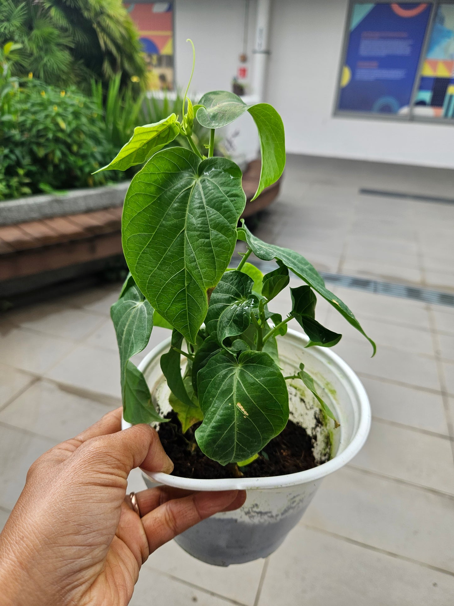 Sweet Colombia Passion Fruit Plant