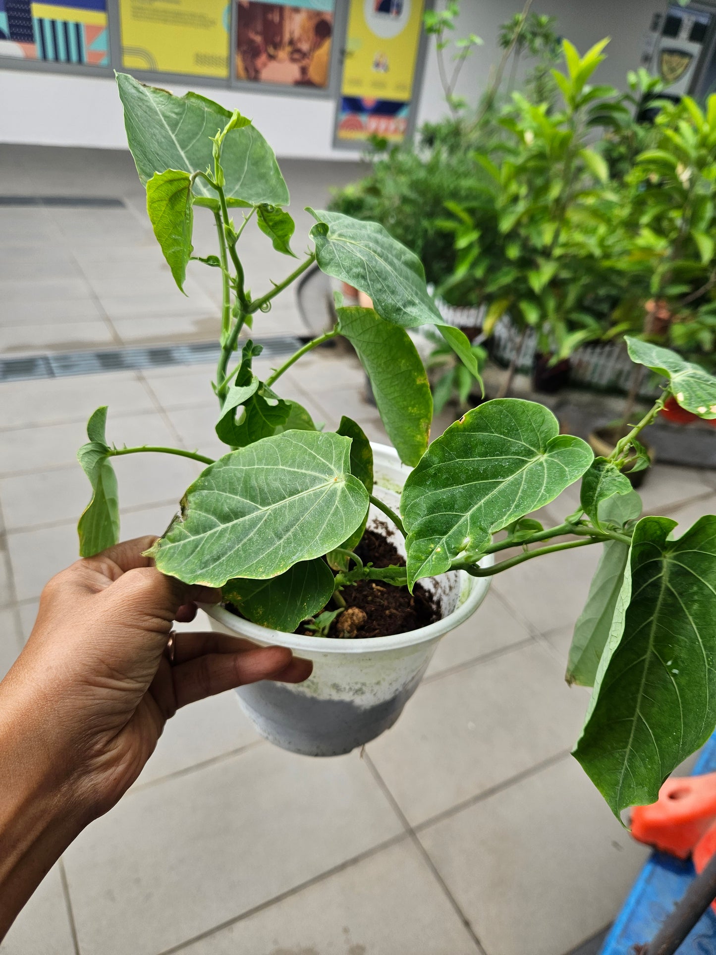 Sweet Colombia Passion Fruit Plant