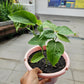 Sweet Colombia Passion Fruit Plant