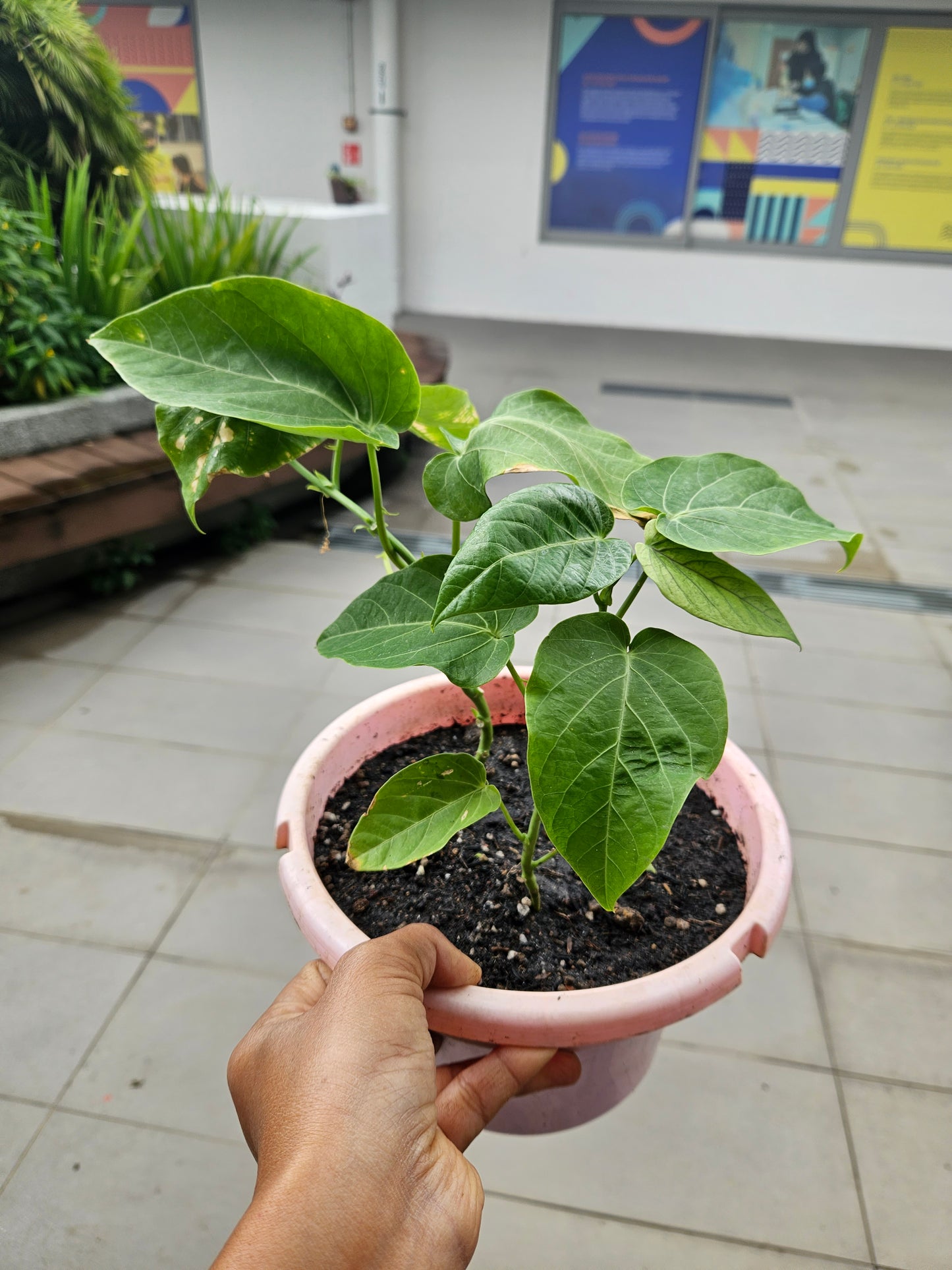 Sweet Colombia Passion Fruit Plant